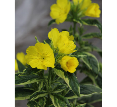 Енотера чотирикутна варієгатна (Oenothera tetragona Variegata )
